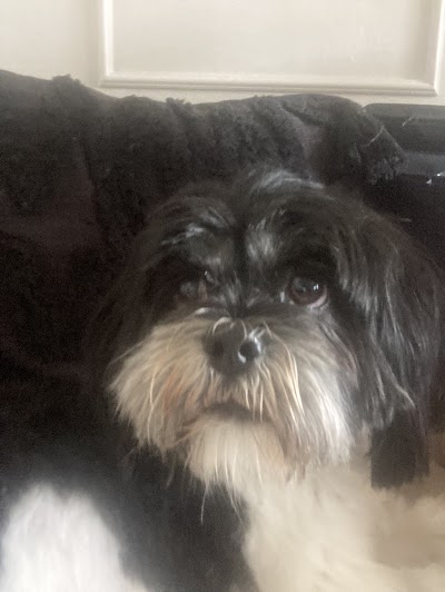 Grooming Van Image