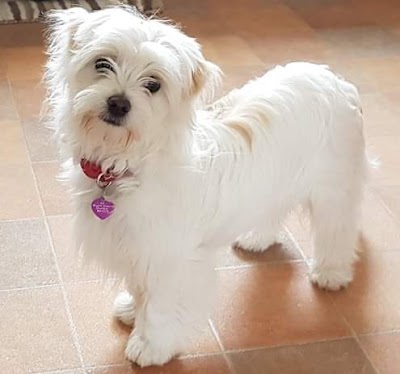 Grooming Van Image