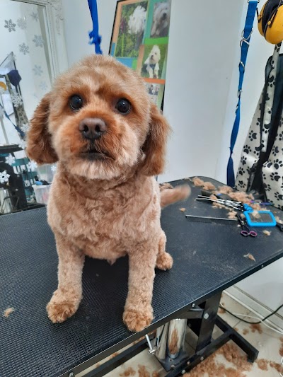 Grooming Van Image