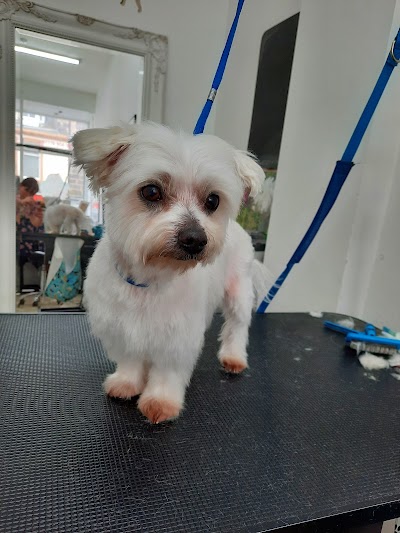 Grooming Van Image