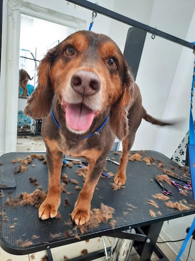 Grooming Van Image