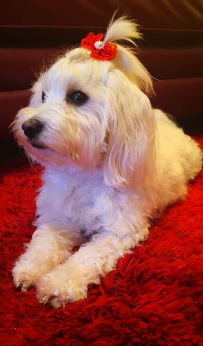 Grooming Van Image