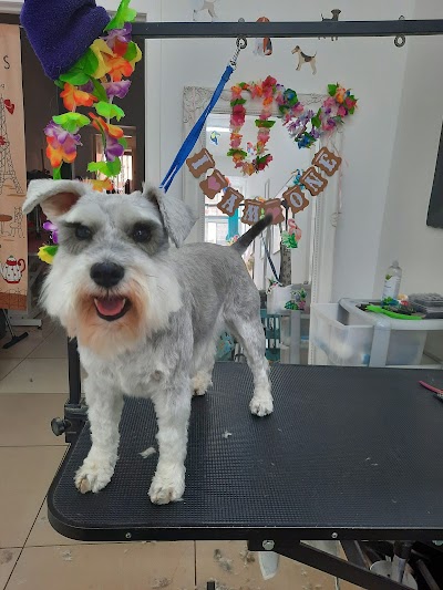 Paws & Bows Dog Grooming
