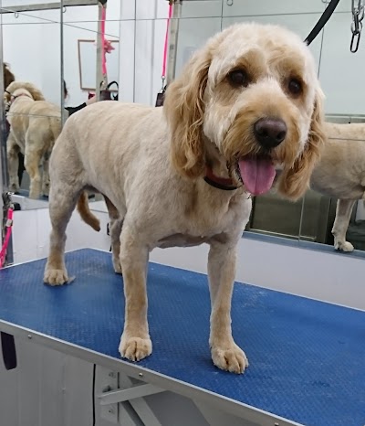 Grooming Van Image