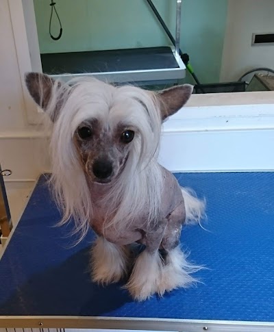 Grooming Van Image