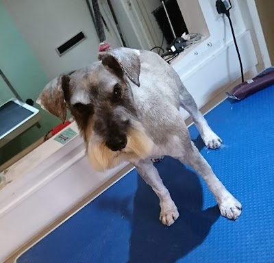Grooming Van Image