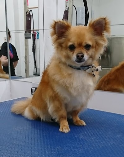 Grooming Van Image