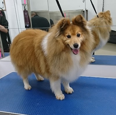 Grooming Van Image