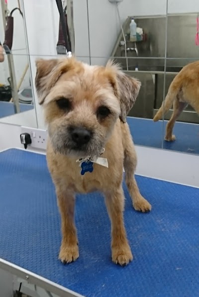 Grooming Van Image