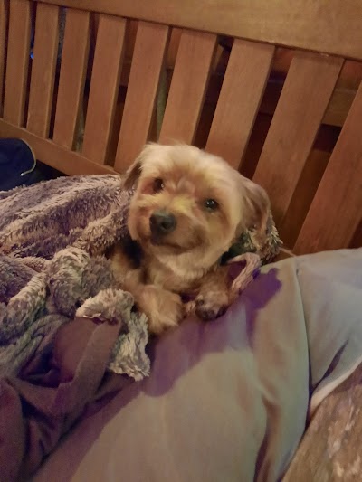 Grooming Van Image