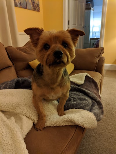 Grooming Van Image