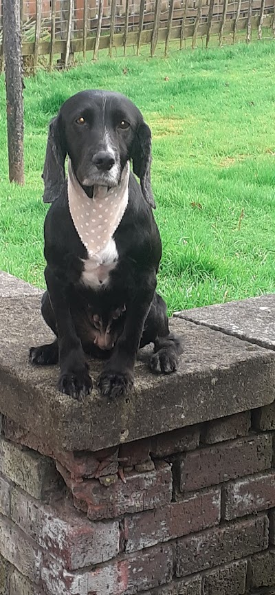 Grooming Van Image