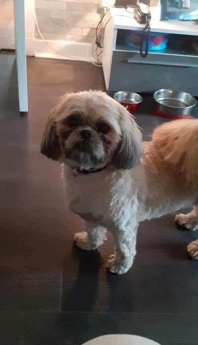 Grooming Van Image
