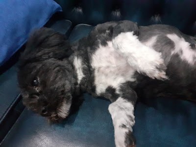 Grooming Van Image