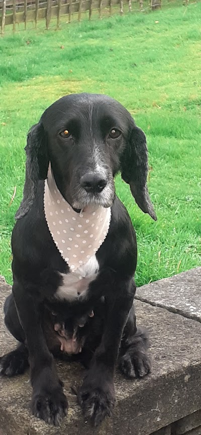 Grooming Van Image