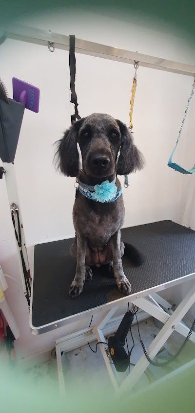 Grooming Van Image