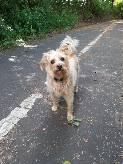 Grooming Van Image