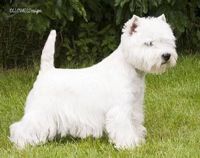 Scruf to Krufts Dog Grooming