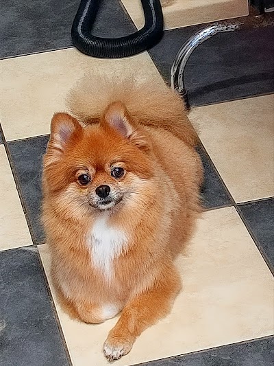 Grooming Van Image