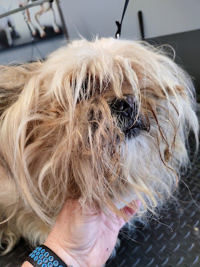 Grooming Van Image