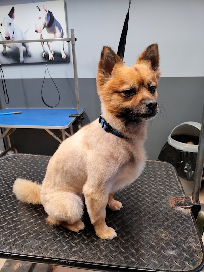 Grooming Van Image