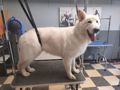 Grooming Van Image
