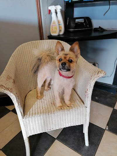 Grooming Van Image
