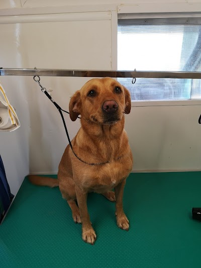 Grooming Van Image