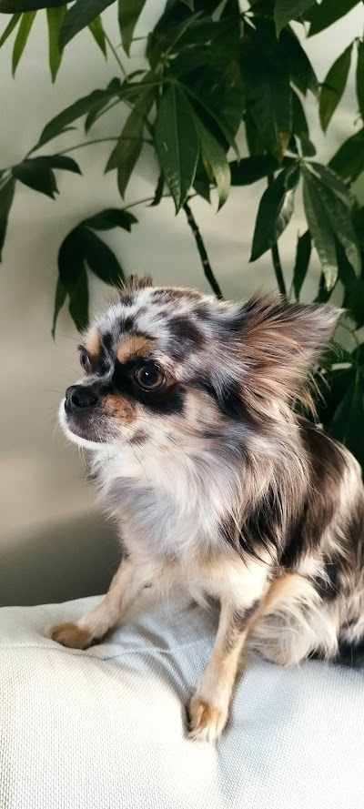 Grooming Van Image