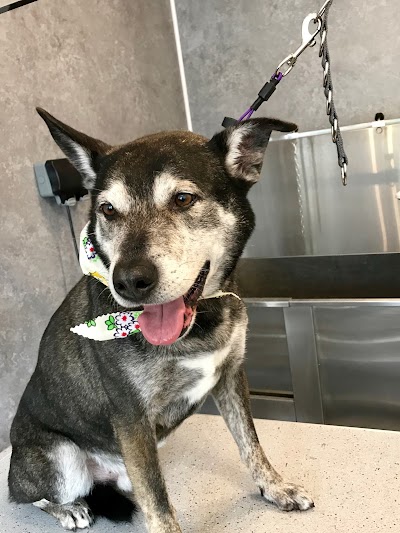Grooming Van Image