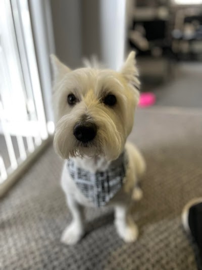 Grooming Van Image