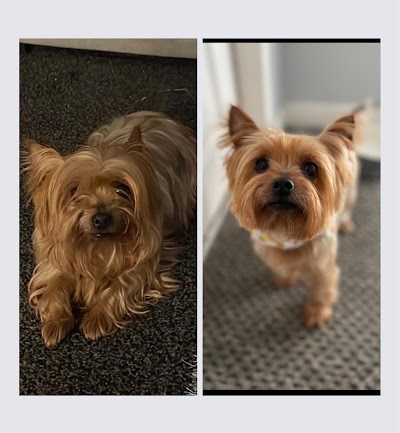 Grooming Van Image