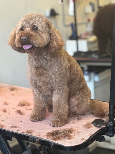 Grooming Van Image