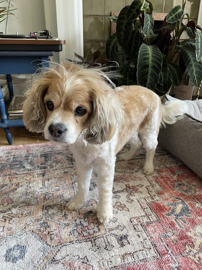 Grooming Van Image