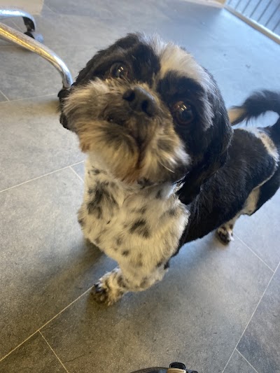 Grooming Van Image