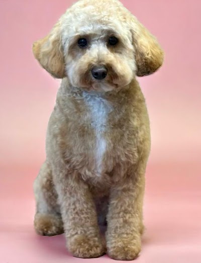 The Scruffy Dog Company