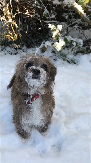 Grooming Van Image