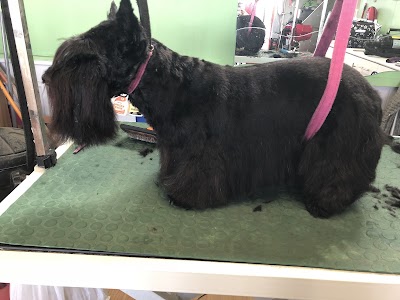 Grooming Van Image