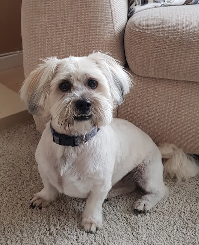 Tillychance Dog Grooming Services