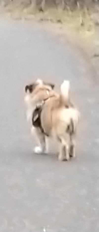 Grooming Van Image