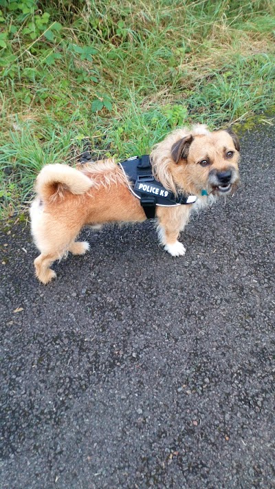 Top Dogs Alloa