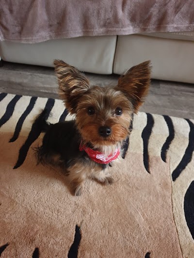 Grooming Van Image