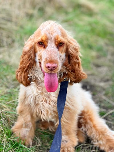 Grooming Van Image