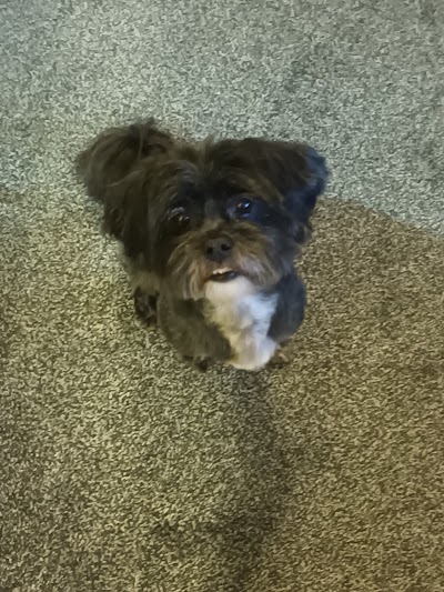 Grooming Van Image