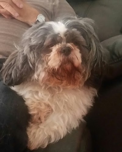 Grooming Van Image