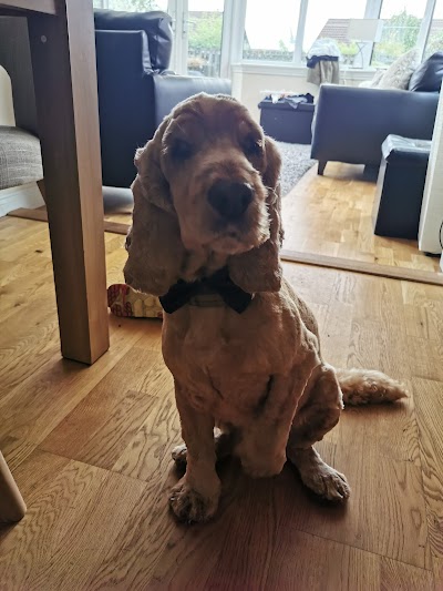 Grooming Van Image
