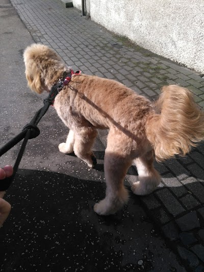 Wags to Riches