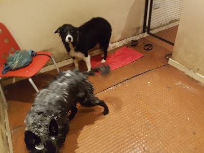 Grooming Van Image