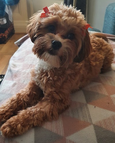 Grooming Van Image