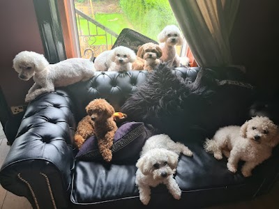 BON DOGGIE
